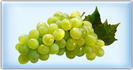 Die Rebsorte beeinflusst den Geschmack, die Struktur und die Eigenschaft von Wein.